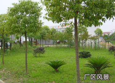 廠區(qū)風(fēng)景